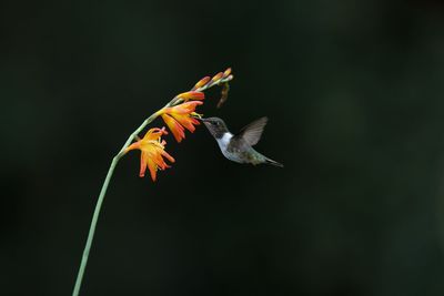 Close-up of bird flying against blurred background