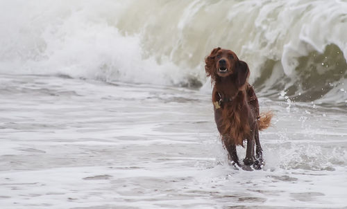 Portrait of dog in water