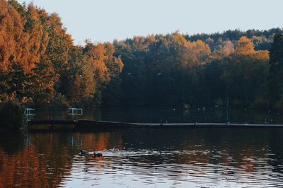 Reflection of trees in calm lake