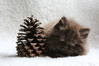 Portrait of british longhair kitten with pine cone lying on bed at home