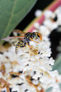 Wasp sting on lavander, macro photo. wasp abdomen