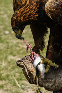 Close-up of bird feeding