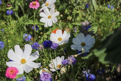 Close-up of white flowering plants on field