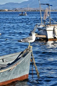 Close-up of a seagull on a nautical vesserl