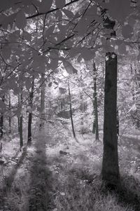 Trees in forest