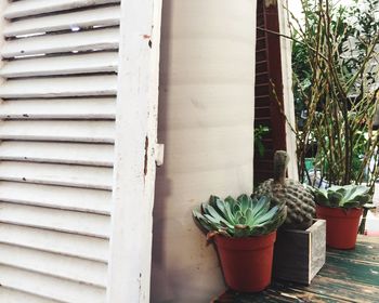 Potted plants on the wall