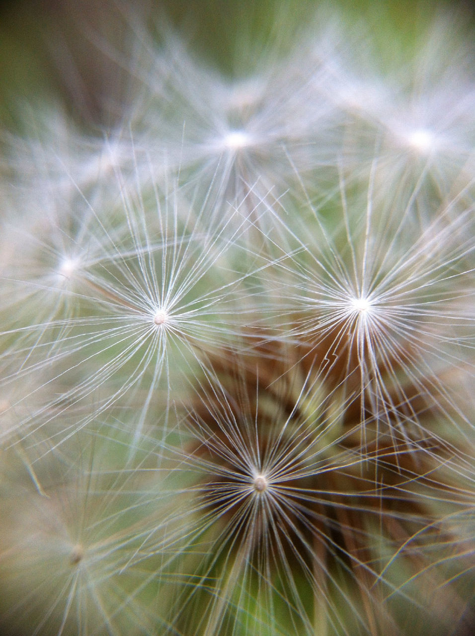 dandelion, growth, fragility, freshness, close-up, nature, beauty in nature, full frame, flower, backgrounds, softness, natural pattern, outdoors, plant, no people, focus on foreground, day, uncultivated, flower head, sunlight