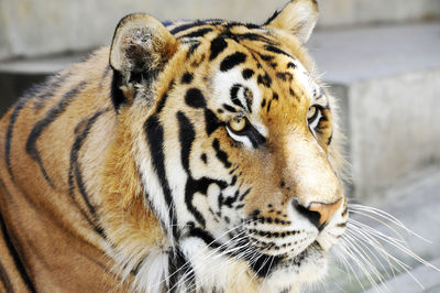 Close-up of tiger