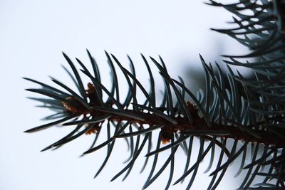 Low angle view of plant against sky