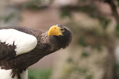 Close-up of a bird