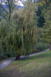 Trees in park