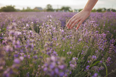 Low angle view of flowering plants on field