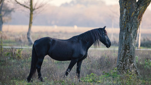 Horse standing in a field