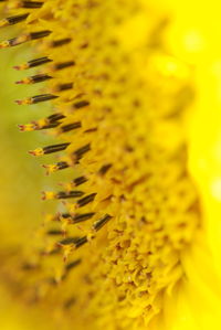 Extreme close up of flower