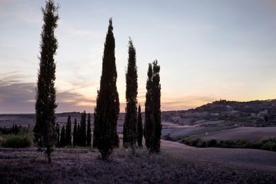 Trees on landscape against sky at sunset