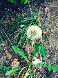 Close-up of plant growing on field