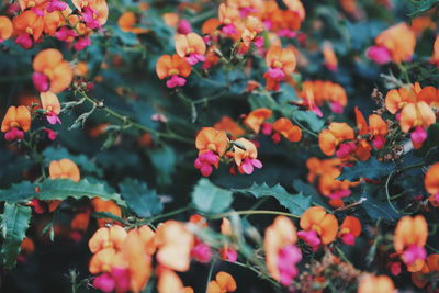 Close-up of flowering plants