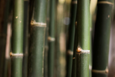 Detail shot of bamboo plant