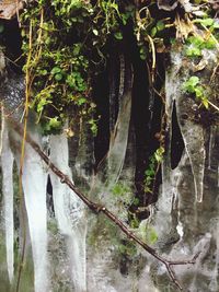 Reflection of trees in water