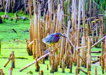 View of bird perching on wooden post