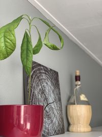 Close-up of potted plant on table at home