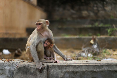 Monkey sitting on wall