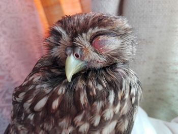 Close-up of a bird