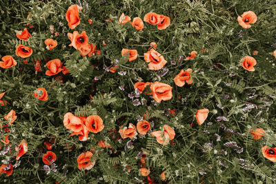 High angle view of orange poppy flowers on field