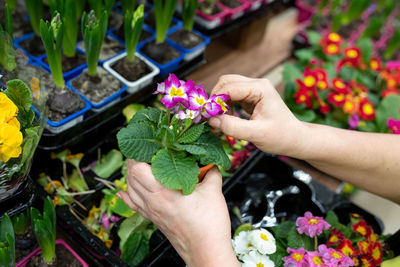 Midsection of woman holding flowers in pot