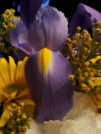 Close-up of yellow flowers blooming outdoors