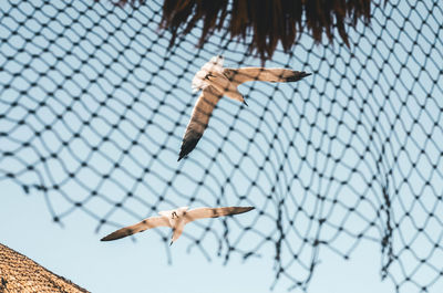 Low angle view of a bird flying