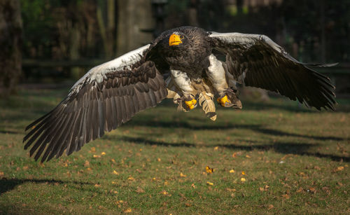 Bird flying over a field