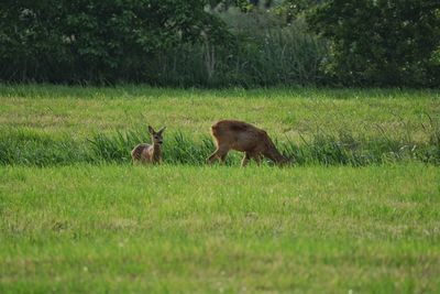 Sheep in a field