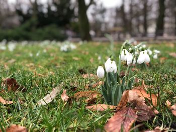 Close-up of white flowers growing in field