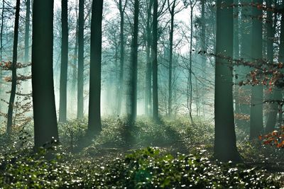 Trees in forest