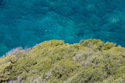High angle view of trees on sea shore