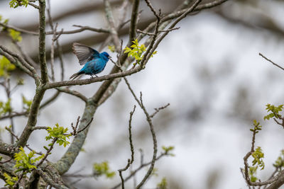 Low angle view of bird perching on branch