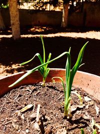 Close-up of plants growing outdoors