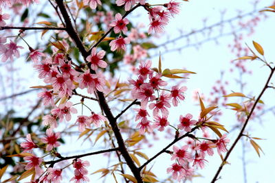 Low angle view of pink flowers on branch