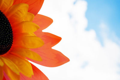 Close-up of orange flower blooming against sky