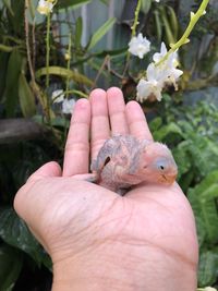 Cropped image of hand holding small