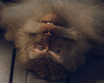 Indonesian monkey in the floor face up and looking to the camera