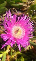 Close-up of purple flower