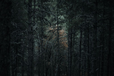 Trees growing in forest