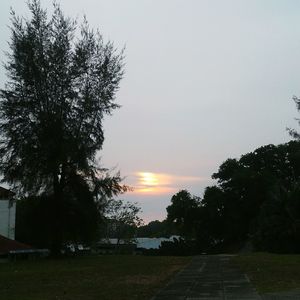 Trees by sea against sky during sunset