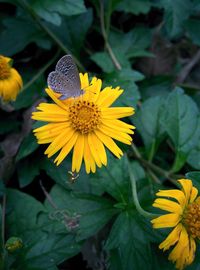 Close-up of yellow flower