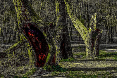 Trees growing in forest