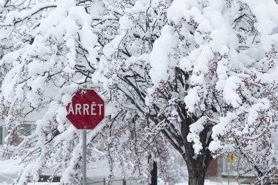 Information sign on snow covered tree