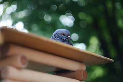 Close-up of hand holding bird