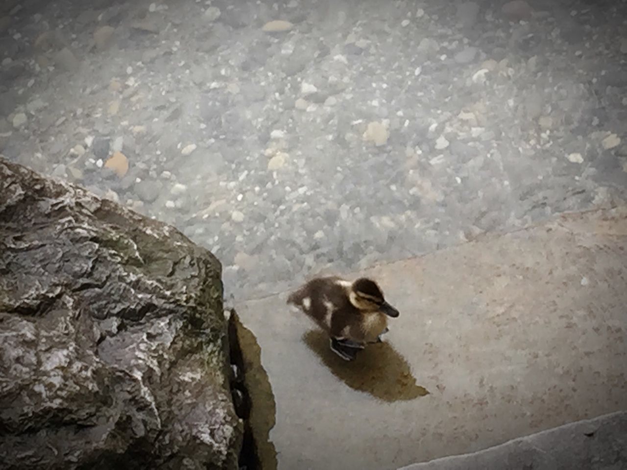 water, high angle view, rock - object, stone - object, nature, sunlight, outdoors, day, beach, reflection, shore, puddle, wet, sand, tranquility, no people, animals in the wild, lake, animal themes, bird